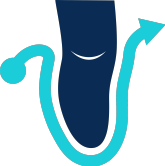 A liner shape taken from a 3D scan